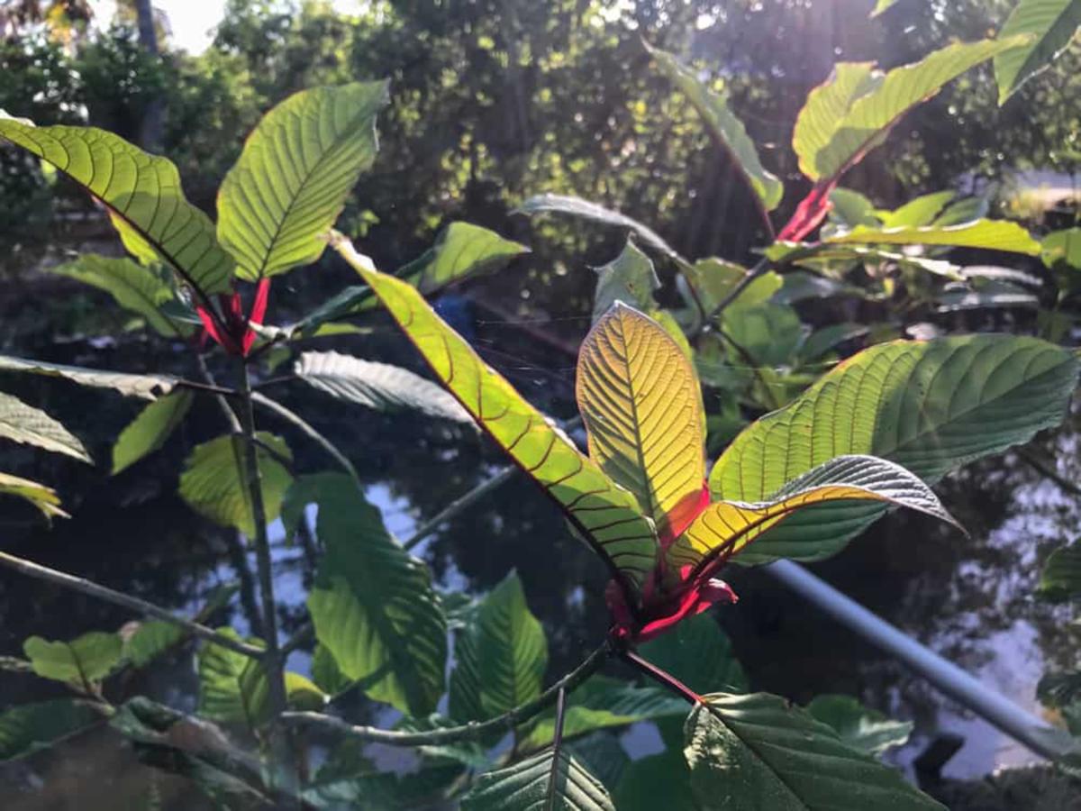 tablespoon of kratom