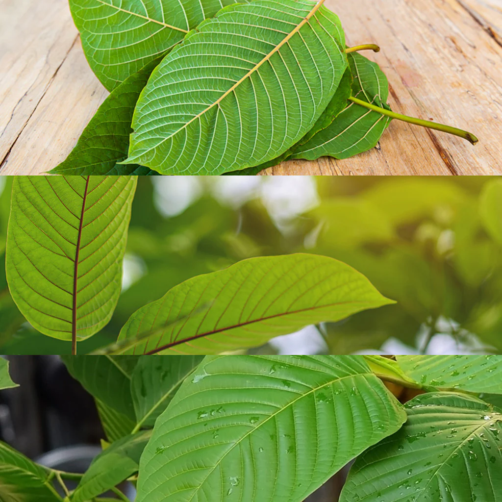 What is the potential for addiction to Kratom?