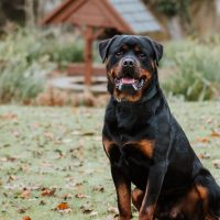 CBD vs. THC for Dogs: Understanding the Difference